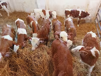 Býk, Simmental cattle — foto 4