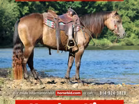 公马, Quarter Horse — 照片 1