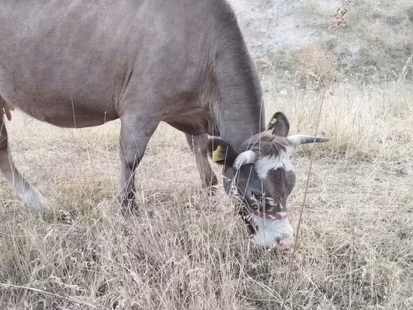 Cow, Cattle — Kyrgyzstan