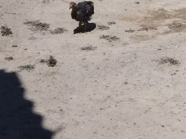 Chickens — Kyrgyzstan