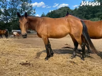 فرس, Nonius horse — الصورة 3