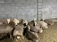 Widder, Arashan sheep — Foto 3