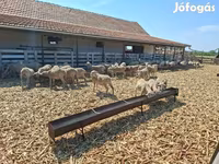 Ovce, Merino sheep — foto 2