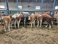 Bulle, Simmental cattle — Foto 3