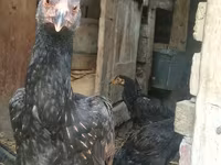 Chickens — foto 8