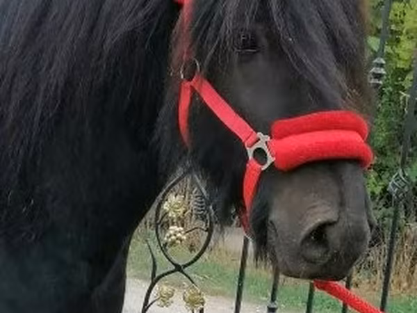 Pastuv, Fell pony