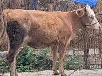 Dibi, Simmental cattle — sawirka 6
