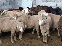 Schaf, Tian-Shan semifinewool sheep — Foto 2
