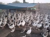 Geese — الصورة 4