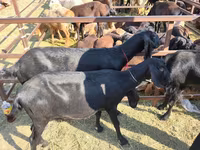 بز نر, Beetal goats — عکس 3