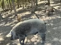 Kanec, Мангалица — foto 1