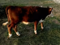 วัวตัวผู้, Swiss cattle — รูปภาพ 2