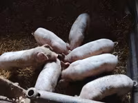 خوک (گروه، جنسیت مشخص نشده), خوک — عکس 1