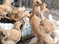 Brahma — foto 6