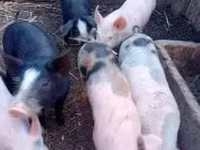 Babi betina, Крупная белая — foto 2