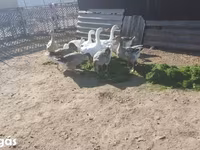 Geese — புகைப்படம் 3