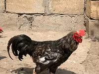 Chickens — fotografija 2