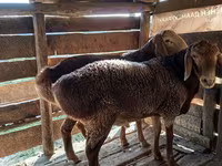 Қошқар, Hissar sheep — 7-сурет