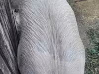 Schweine (Partie, Geschlecht nicht angegeben), Schweine — Foto 5
