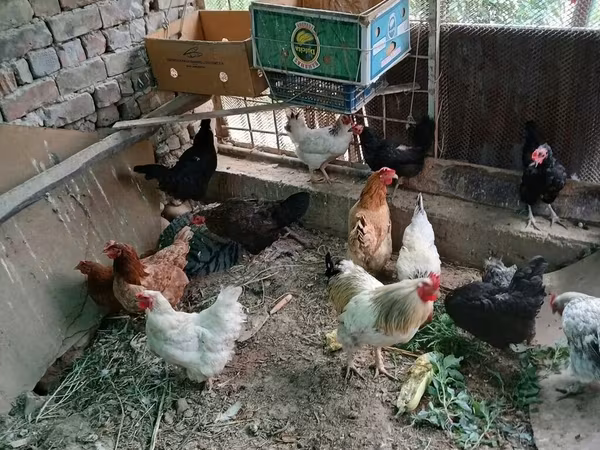 Chickens — Kyrgyzstan