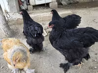 براهما — عکس 3