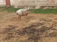 Kambing betina, Arashan sheep — foto 4