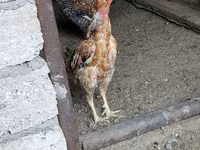 Chickens — акс 6