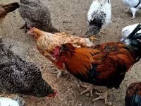Chickens — foto 5