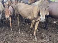 Kuda betina, Horses — foto 1