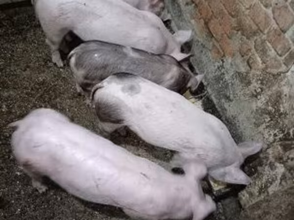 Babi (lot, jantina tidak dinyatakan), Pigs