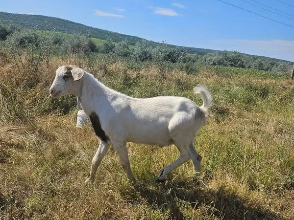 Buk, Geder — Moldova