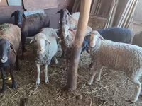 میش, گوسفند — عکس 5