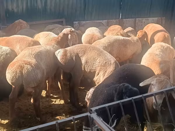 Pecora, Pecore