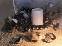 Ducks — Foto 2