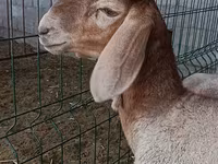 Får, Arashan sheep — foto 4