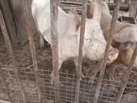 Scroafă, Крупная белая — foto 8