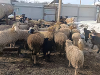 Ovce, Romanov sheep — foto 1