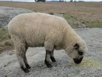 Montone, Hampshire sheep — foto 4