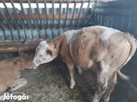 Býk, Kráva limuzín — foto 2