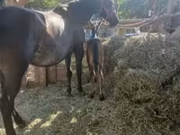 母马, Horses — 照片 1