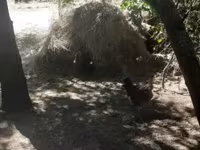 Chickens — عکس 6