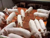 Sow, Pigs — photo 2