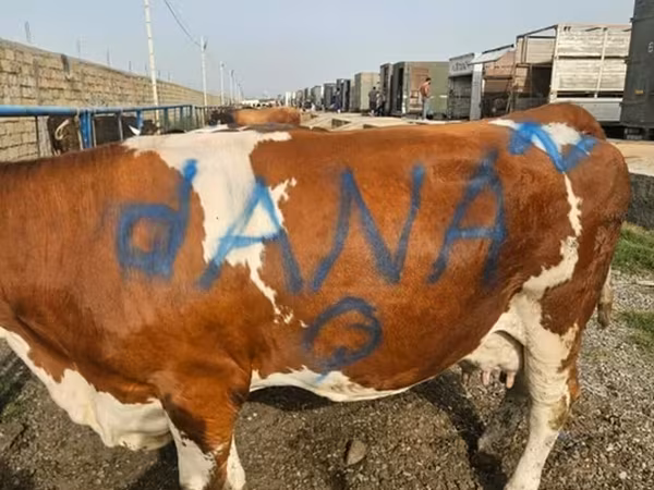 گاو ماده, Simmental cattle