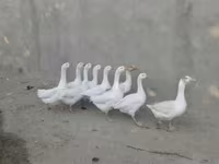 Geese — foto 4