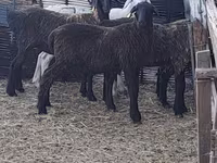 Wad, Sheep — sawirka 6