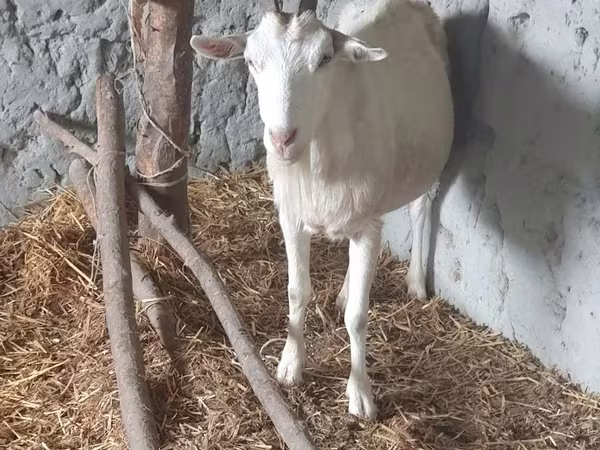 ፍየል, Saanen goat
