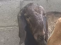 Widder, Arashan sheep — Foto 7