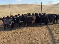 Berbec, Hissar sheep — foto 6