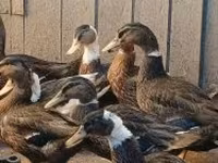 Ducks — عکس 2