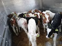 ხარი, Simmental cattle — ფოტო 4
